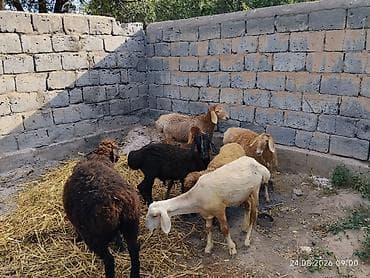 Продаю | Баран (самец) | На забой | Осеменитель — 3