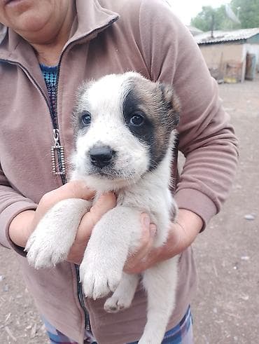 собаки мопс: 4 щенка крупной породной, азиаты с яркой внешностью. Описание: - 1 — 2