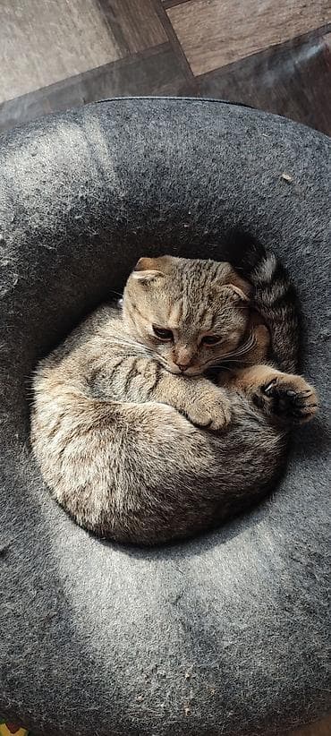 Животные: Отдам даром в добрые руки 🖤Черная кошка - кличка Ханни, 5 лет, чистая — 8