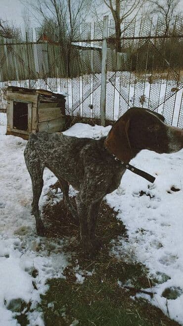 породы собак в бишкеке: Продаю чистокровный курцхар охотничий ишет в стойку встает в машину — 3