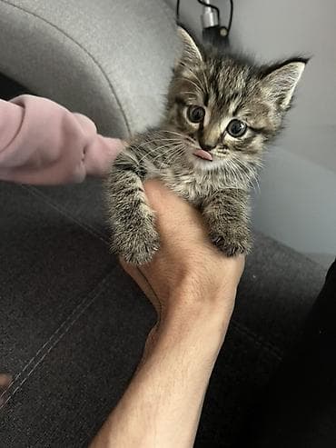 Котёнок-полосатик (домашняя короткошёрстная). Описание: - Окрас