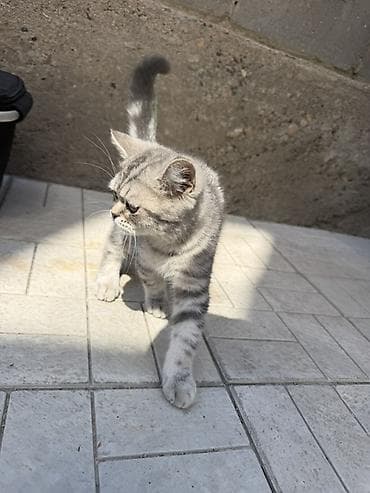 d cat: Котенок, Чистокровный скоттиш страйт окрас серебристая шиншилла — 2