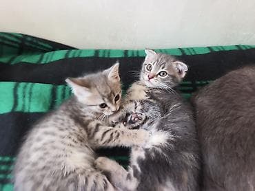 продаю кукруза: 🐾 Пушистое счастье ищет дом! 🏡 потрясающая девочка ушки стоячие — 8