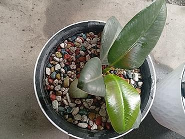 фикус декоративный: Фикус эластика (Ficus elastica) в декоративных кашпо - Комнатные — 3