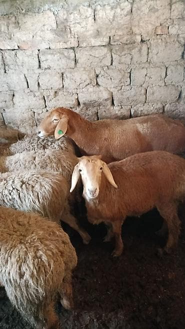 дорпер кой: Продаю | Овца (самка) | Арашан | Для разведения | Ярка — 3