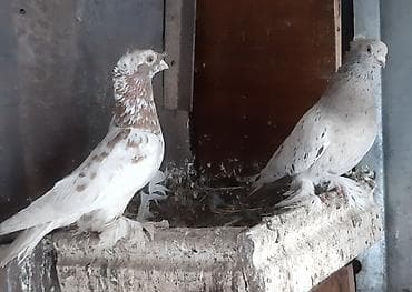 Два самца по 500 сом