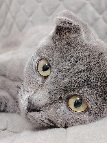 Шотландский вислоухий котёнок с плюшевой серо-го зблубой шерстью и at lalafo.kg Шотландский вислоухий котёнок с плюшевой серо-го зблубой шерстью и
