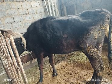 для коровы: Продаю | Корова (самка) | Бельгийская — 5