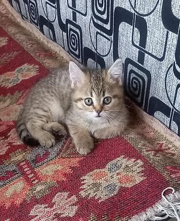 игривый: Котёнок скотиш страйд породы (шотландская вислоухая ) девочка,окраса — 3