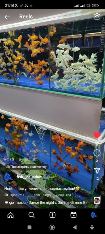 какие рыбы есть в кыргызстане: Рыбки более 40 видов. Аквариумные рыбки. Рыба бишкек. Балык. Алтын — 3