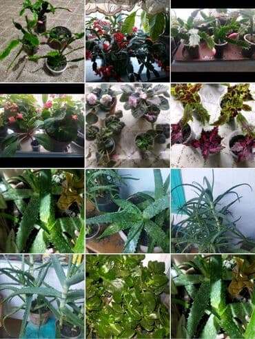 Домашние комнатные растения — черенки и молодые кустики В