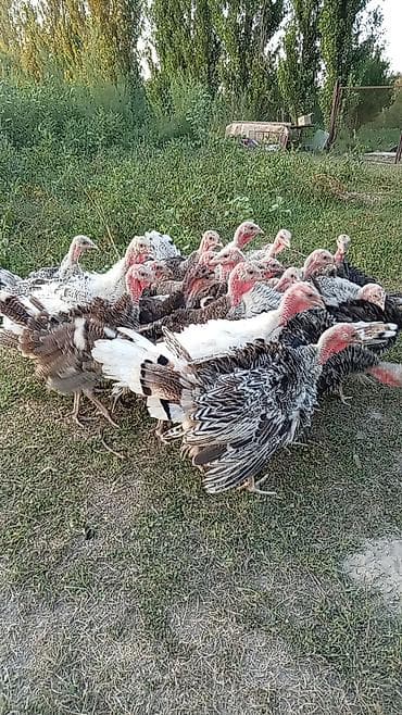 Животные: Продаю | Индюшата | Для разведения — 2