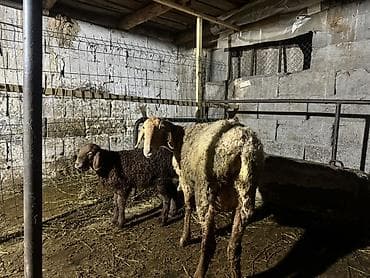 ит мал айдаган: Сатам | Ургаачы кой (ургаачы) | Көбөйтүү үчүн | Ургаачы — 3