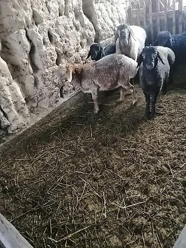 canada goose: Продаю | Баран (самец) | Для разведения — 1