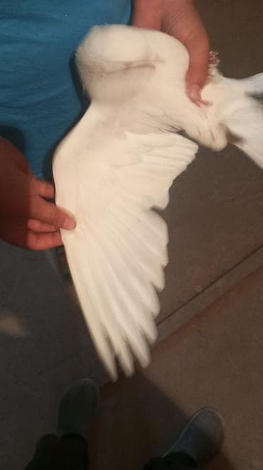 фазан сколько стоит: Голубь декоративный, окрас белый с контрастными тёмными маховыми — 3