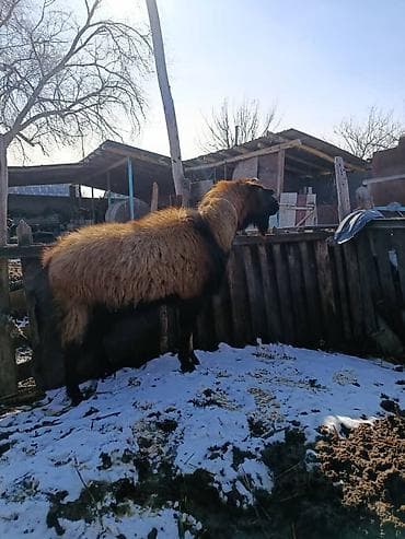 доска объявлений рыбы: Чон Теке сатылат — 2