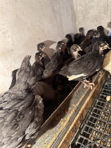 ош кой базар: Продаю цыплят — 9