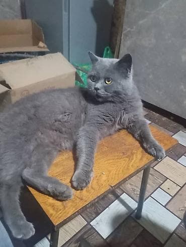 бобтейл кошка: 2кота на вязку 1 голубой цвет 1 лиловый Шатландские г Ош — 5