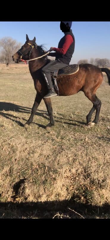 возьму собаку в добрые руки: Продаю | Конь (самец) | Рабочий — 4