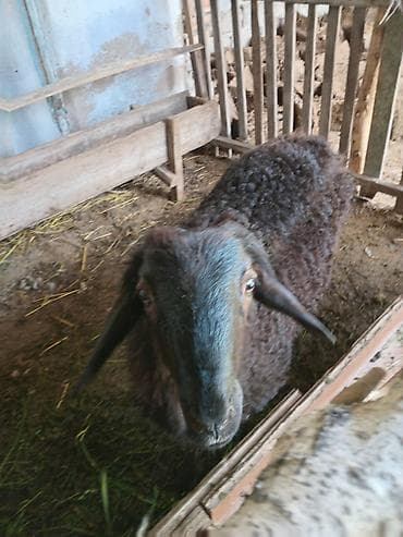 гуси линда: Продаю | Овца (самка) | Для разведения | Матка — 2