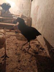 продажа домашних животных: Сатам | Тооктор, Балапандар | Дакан | Тебиштирүү үчүн — 1