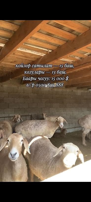 продаю гусят: Продаю | Овца (самка) | Для разведения | Матка — 1