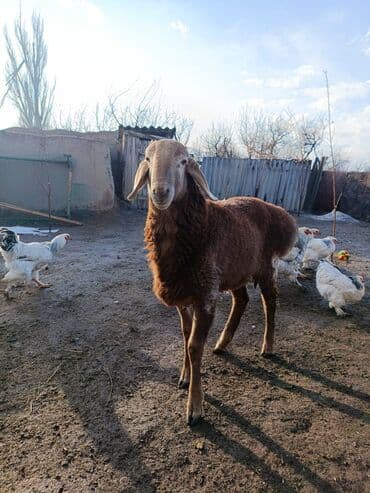 на ферме есть куры козлы и коровы: Продаю | Баран (самец) | Арашан | Для разведения — 2