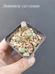 живые растения в аквариум купить: ● Комнатные растения (укоренённые черенки, молодые растения, взрослые — 9