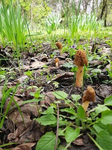 мицелий для грибов: Грибы В розницу — 1