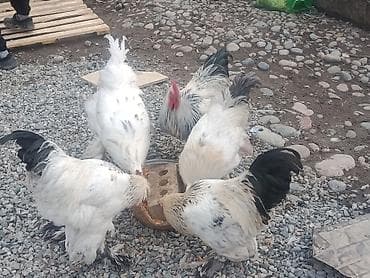 брама лаванда: Продаю | Петух | Брама | Для разведения — 9