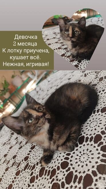 Кошка даром: Беспородная, 2 месяца, Девочка at lalafo.kg Кошка даром: Беспородная, 2 месяца, Девочка
