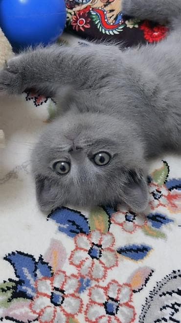 кошка беловодск: Британ кыска жүндүү, 2 айлык, Ургаачы, Боз, Лотокко барууга үйрөтүлгөн — 6