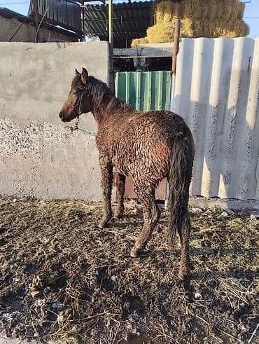 ахалтекинская лошадь цена: Продаю | Жеребенок | Полукровка | Рабочий | Племенные — 3