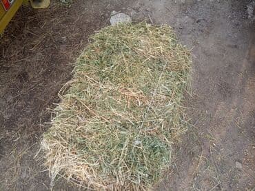 продажа щенков немецкой овчарки с документами в бишкеке: Прадаю клевир салома цена договорная званите — 3