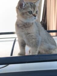 собака корги: Скотиш Страйт (Шотландская прямоухая), 2 месяца, Девочка — 8