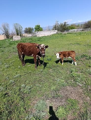 кане корсо собака цена: Продаю | Корова (самка) | Полукровка, Герефорд | Для разведения | Привязанные — 5