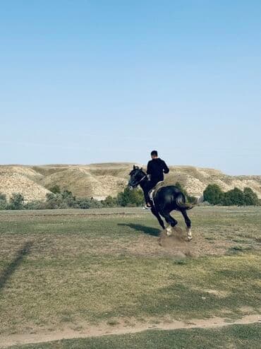 собака доберман сколько стоит: Продаю | Жеребец | Конный спорт — 6