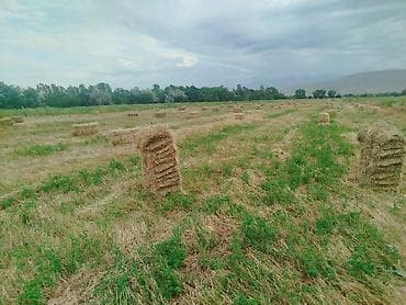 Түк сатылат полядан 320түк - Заготовлено с луговых трав, прессовано в