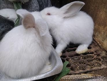 Продаю | Крольчата — 4