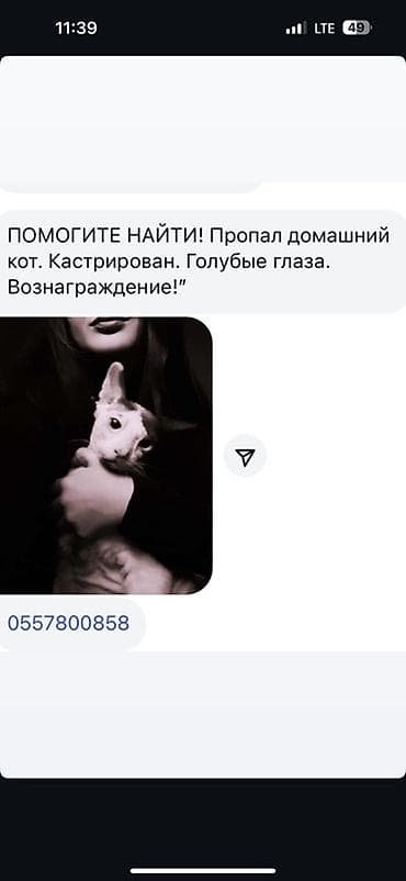 Пропал домашний кот. Кастрирован, с голубыми глазами. За нахождение
