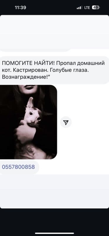 дакан сатам: Пропал домашний кот. Кастрирован, с голубыми глазами. За нахождение — 1