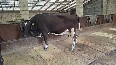 курк тоок квочка: Продаю | Корова (самка) — 3