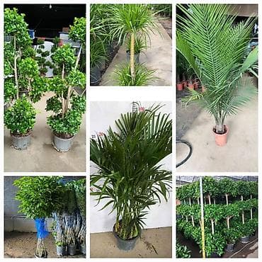 аквариум с рыбками купить: Принимаем заказы на огромные растения🌴есть услуга пересадки и уход за — 1