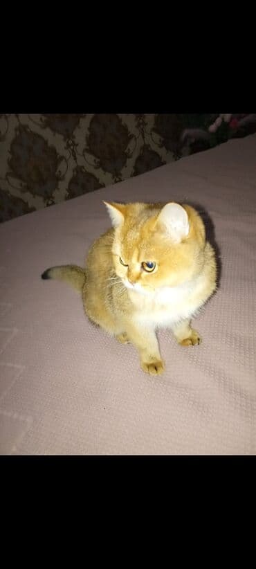 домик для котят: Британская короткошёрстная, 1 месяц, Девочка, Золотая шиншилла, С документами — 4