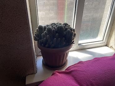 Кактусы: Продаю огромный кактус Echinopsis oxygona — 2