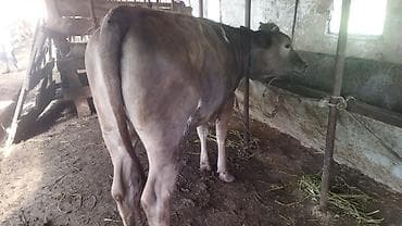 обезьяна живой: Продаю | Тёлка | На откорм | Не стельные — 8