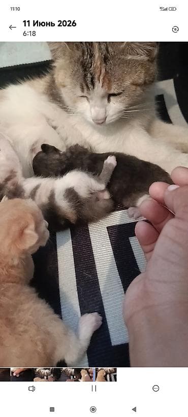 кошка котёнок: Котята от домашней кошки - Малыши совсем крошечные, рядом с мамой на — 1