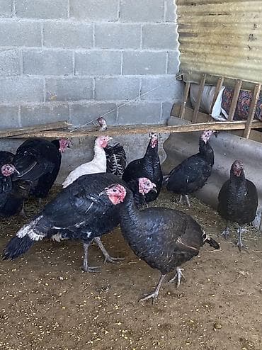 черепахи живые: Продаю | Индюк (самец), Индюшата | Полукровка, Черный принц | На забой, Для разведения | Племенные — 4