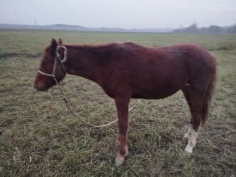 объявления о найденных собаках: Продаю | Конь (самец) | На забой — 4