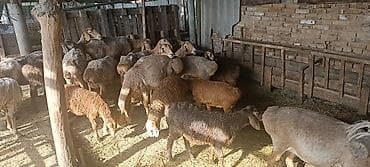 голуби киргизии: Продаю | Овца (самка), Ягненок | Гиссарская, Полукровка | На забой, Для разведения | Матка, Ярка, Ягнившаяся — 3